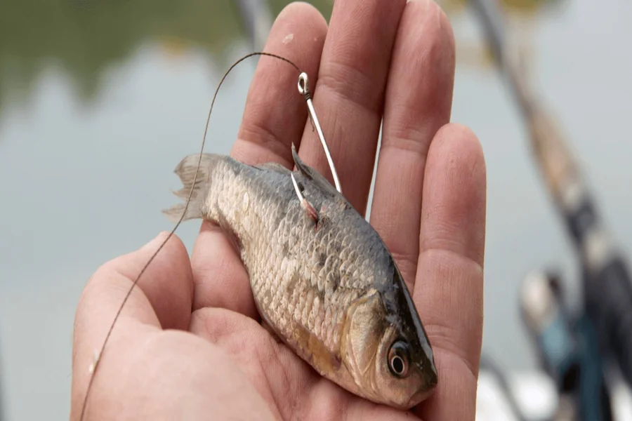 FLOP Live Bait Cooler: Keep Bait Alive, Fish Smarter Live Bait Cooler